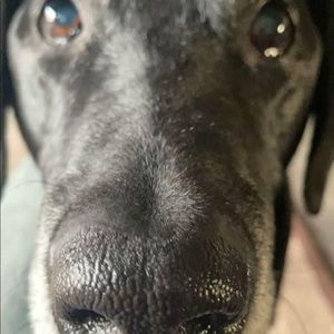 Meet your Posher, Miles